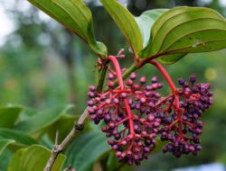 Parijoto: Buah Mitos dari Muria yang Diunggulkan Jadi Konservasi Berkelanjutan