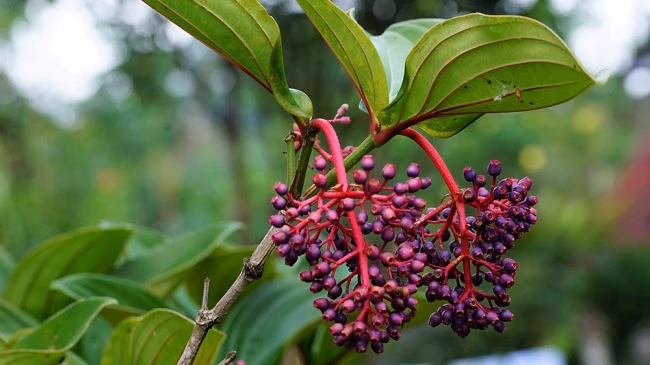 Parijoto: Buah Mitos dari Muria yang Diunggulkan Jadi Konservasi Berkelanjutan