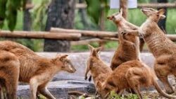 5 Rekomendasi Kebun Binatang di Jawa Tengah
