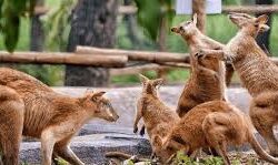 5 Rekomendasi Kebun Binatang di Jawa Tengah