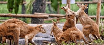 5 Rekomendasi Kebun Binatang di Jawa Tengah