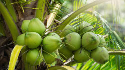 Hasil Bumi Unggulan Jawa Tengah yang Harus Kamu Tahu!