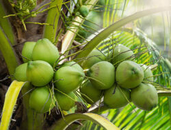 Hasil Bumi Unggulan Jawa Tengah yang Harus Kamu Tahu!