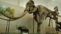 Penemuan Fosil 1,8 Juta Tahun di Situs Bumiayu