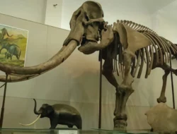 Penemuan Fosil 1,8 Juta Tahun di Situs Bumiayu