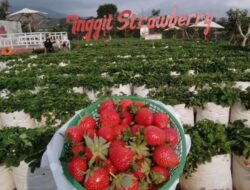 Ciamik! 5 Rekomendasi Agrowisata di Jawa Tengah