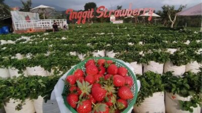 Ciamik! 5 Rekomendasi Agrowisata di Jawa Tengah