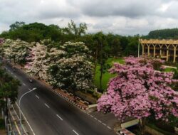 Di Balik Alasan Magelang Dijuluki Kota Sejuta Bunga
