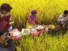 Wiwitan, Tradisi Panen Raya Petani Jawa dengan Doa dan Syukur