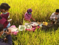 Wiwitan, Tradisi Panen Raya Petani Jawa dengan Doa dan Syukur
