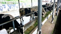 Asyiknya Agrowisata Sapi Perah Cepogo di Boyolali