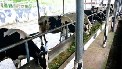 Asyiknya Agrowisata Sapi Perah Cepogo di Boyolali