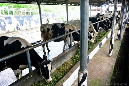 Asyiknya Agrowisata Sapi Perah Cepogo di Boyolali