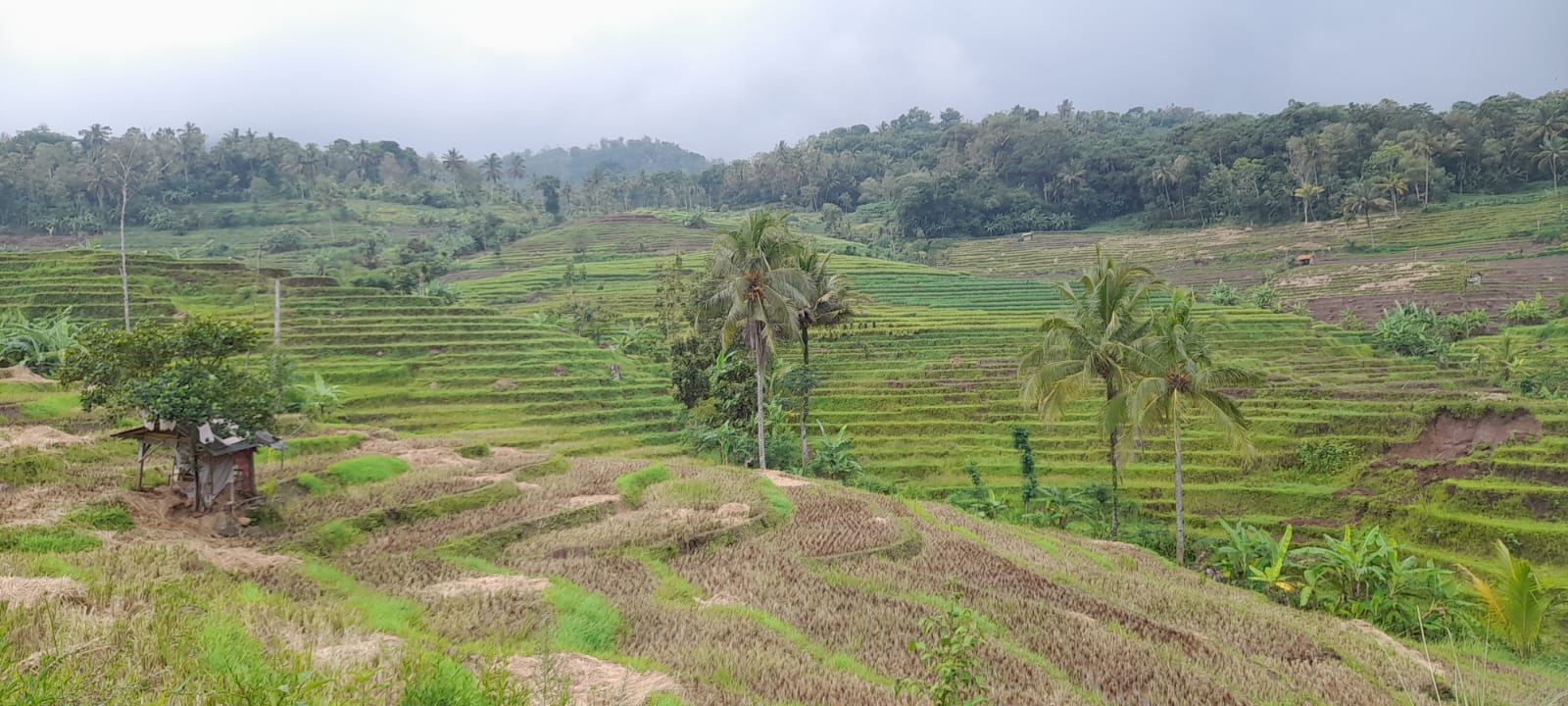 asal-usul bumiayu
