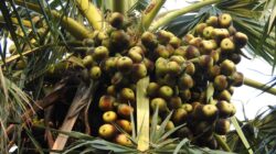 Mengenal Pohon Lontar dan Segudang Manfaatnya