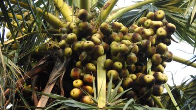 Mengenal Pohon Lontar dan Segudang Manfaatnya