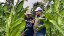Panen Tembakau Wonosobo Melimpah, Amir Masduki Dorong Dana Bagi Hasil Cukai Sasar Kebutuhan Petani