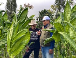 Panen Tembakau Wonosobo Melimpah, Amir Masduki Dorong Dana Bagi Hasil Cukai Sasar Kebutuhan Petani