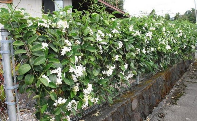 Ragam Tanaman di Rumah Jawa yang Meaningful dan Membangkitkan Nostalgia