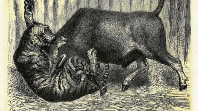 Rampogan Macan, Tradisi Jawa yang Menyimpan Kisah Kelam Harimau