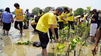 mangrove kendal