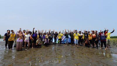 mangrove kendal